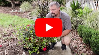 Jim Putnam video container planting Encore Azaleas
