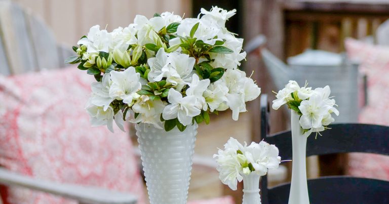 White Encore Azaleas in vases