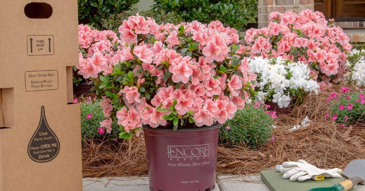 A large planter with blooming pink azaleas, surrounded by garden gloves and a brown delivery box, with "live plant" labels visible.