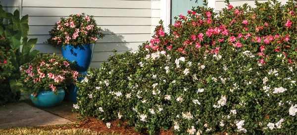 Encore Azalea white and pink front yard blooms