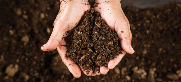 Soils may vary from one area of the landscape to another, so be sure to dig holes in a variety of locations to determine the texture of soils. 
