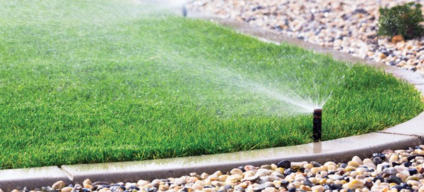. Before installing any new plantings, have a plan for irrigation in place. 