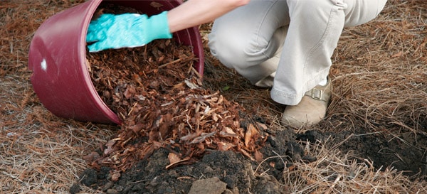 Planting Encore Azaleas mulch