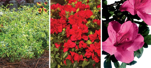 Dwarf Encore Azaleas: Small in Habit, Bold on Blooms | Encore Azalea