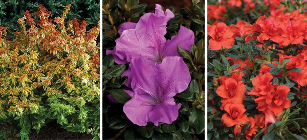 Dwarf Encore Azaleas: Small In Habit, Bold On Blooms | Encore Azalea