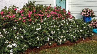Encore Azalea pink and white blooming landscape