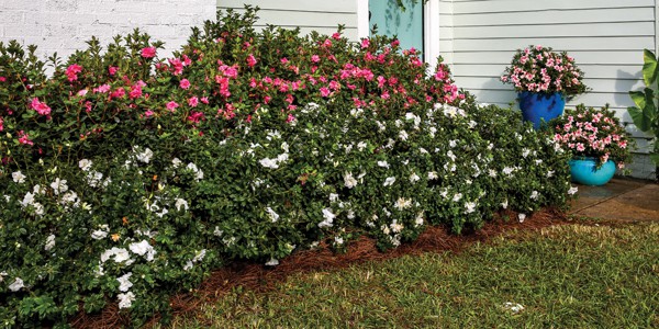 Dwarf Encore Azaleas: Small in Habit, Bold on Blooms | Encore Azalea