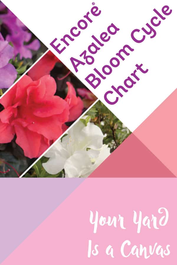 Get your garden started! Encore® Azalea bloom charts Encore Azalea