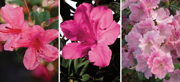 Home for the Holidays With Late Fall Blooming Encore Azaleas | Encore ...