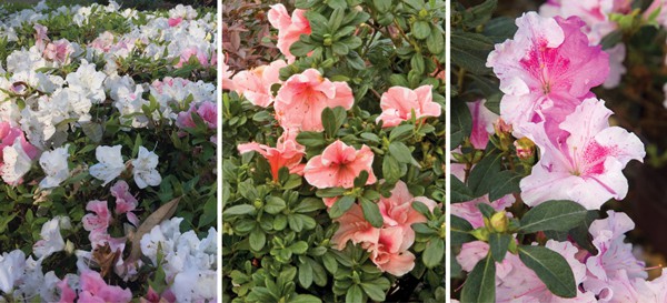 Home for the Holidays With Late Fall Blooming Encore Azaleas | Encore Azalea