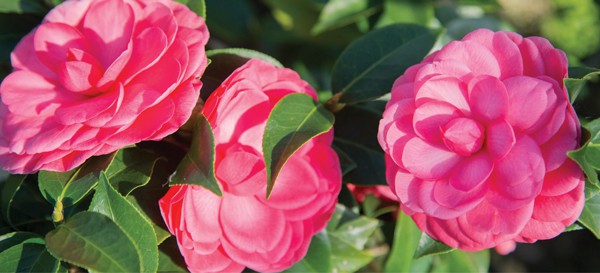 Camellia pink blooms