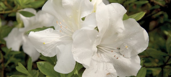 Encore Azalea white blooms