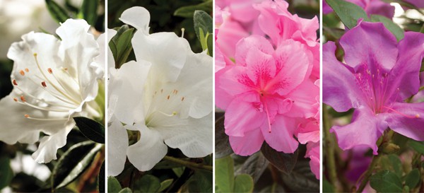 Both dwarf white selections Autumn Angel™ and Autumn Ivory™ would be superb in front of taller pink Encore® Azaleas like Autumn Carnival™ or purple, like Autumn Royalty™. 