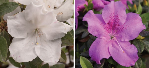 Encore Azalea white and purple blooms collage