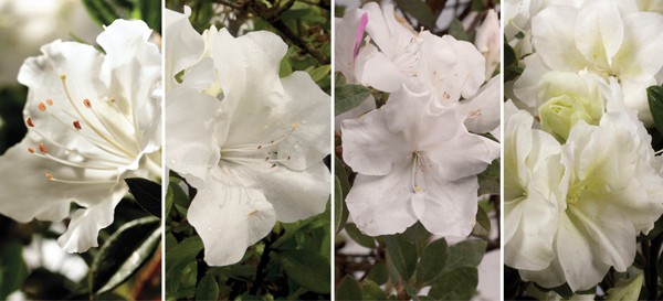 Encore Azalea white blooms collage