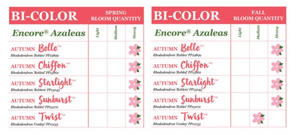 View all of our azalea bloom quantity charts