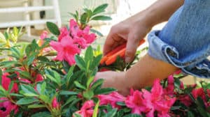 Planting and Care | Encore Azalea