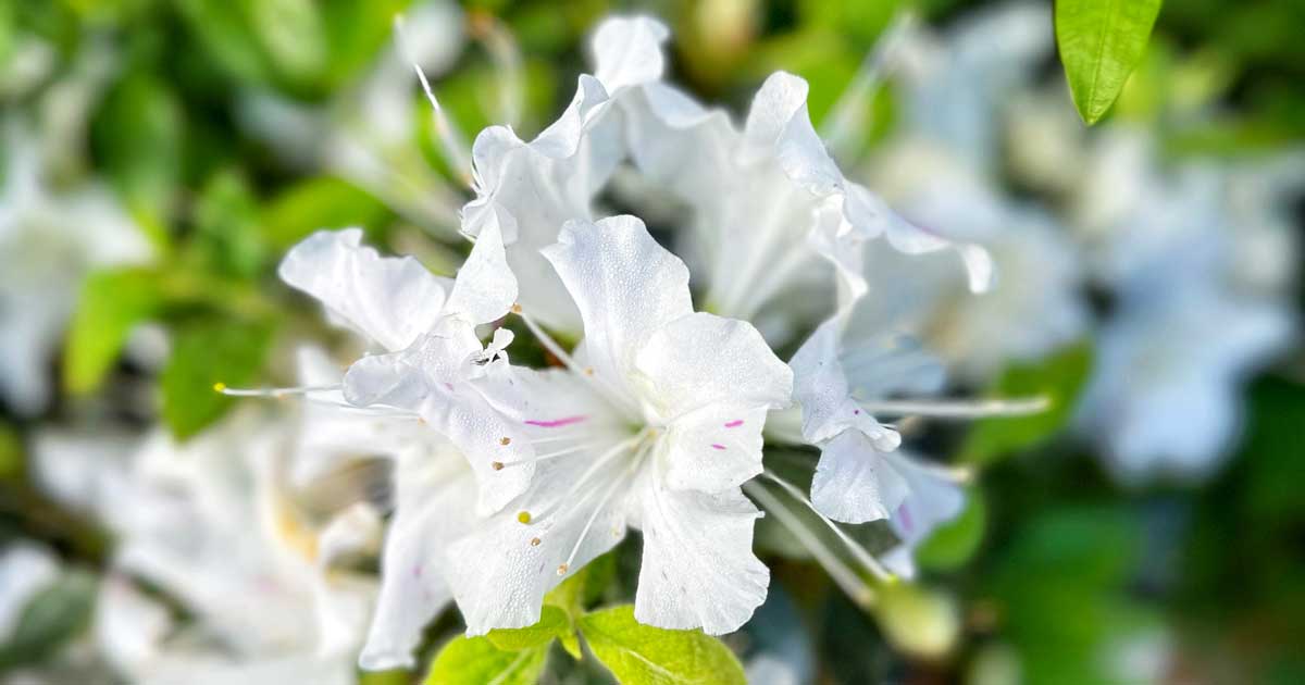 Close-up of white azalea flowers with delicate petals, with soft focus on the green leaves in the background.