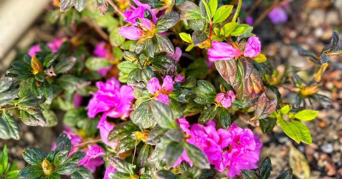 Azalea shrub in bloom with vibrant pink flowers and lush green leaves, some leaves showing brown edges, in a garden setting.