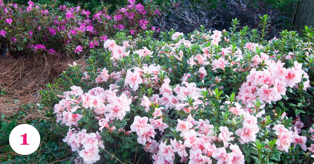 pink blooming encore azalea landscape