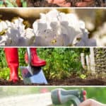 Top 5 Gardening Tips for Encore Azalea