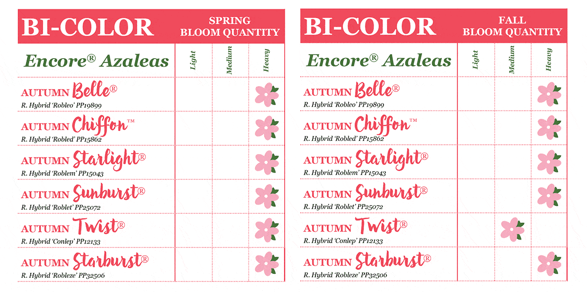 encore azalea bloom quantities chart bi-color