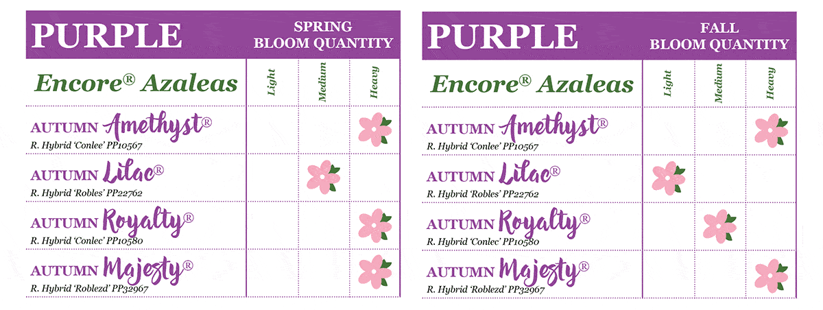 encore azaleas bloom quantities chart purple