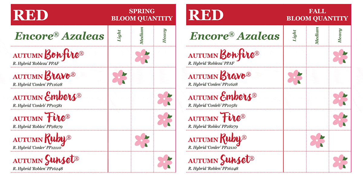 encore azalea bloom quantities chart red