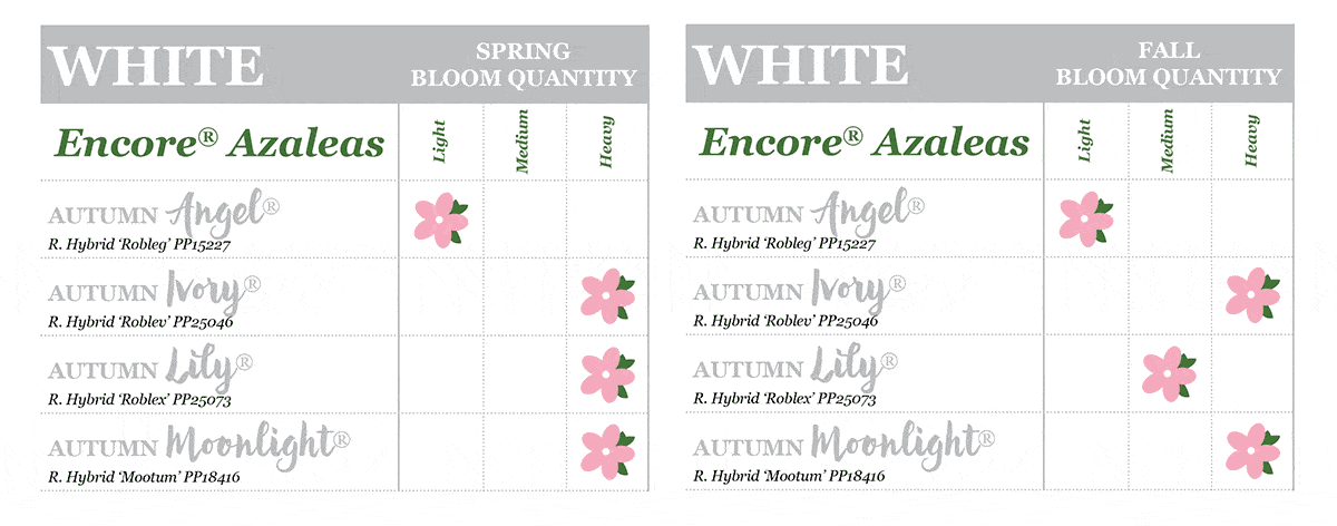 encore azalea bloom quantities white chart