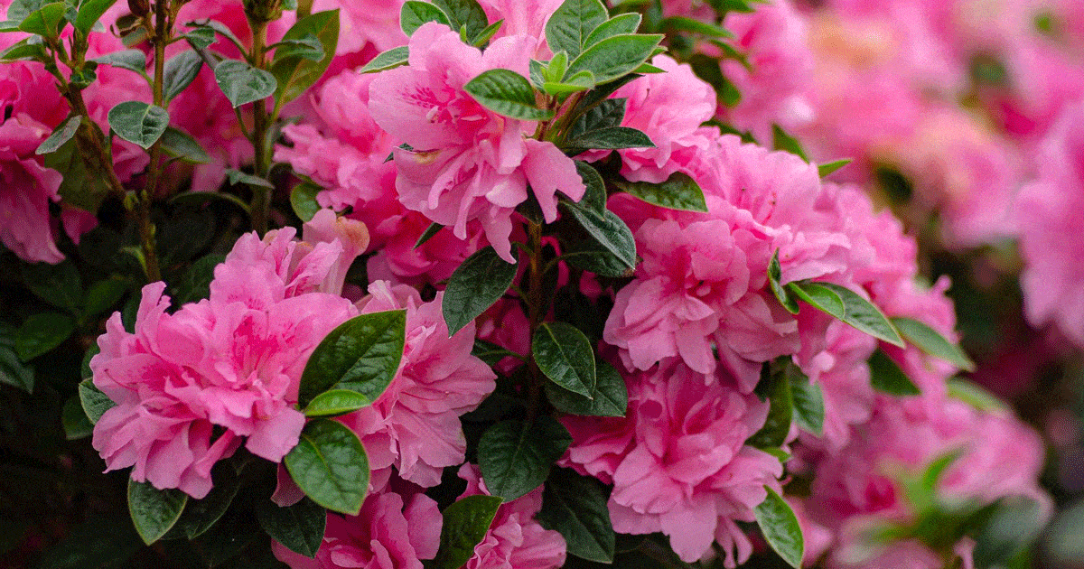 Vibrant pink azalea flowers in bloom, surrounded by lush green leaves.