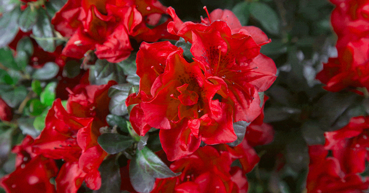 Red azalea blooms