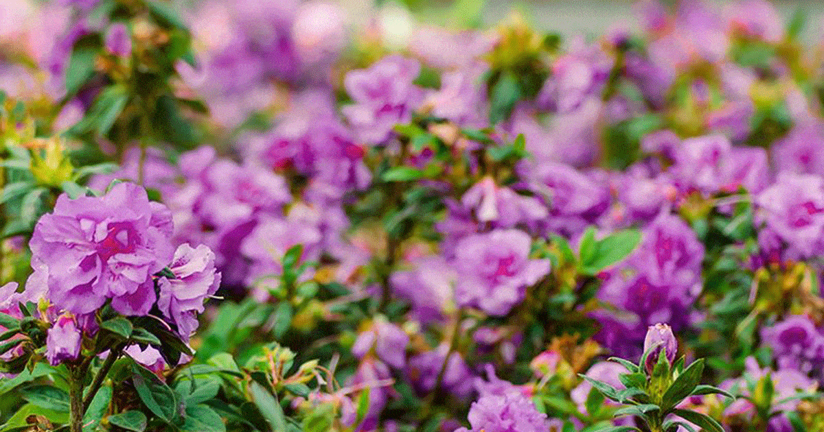 Purple flowers in a garden with green leaves.