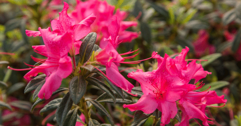 Rhododendrons are blooming in a garden.