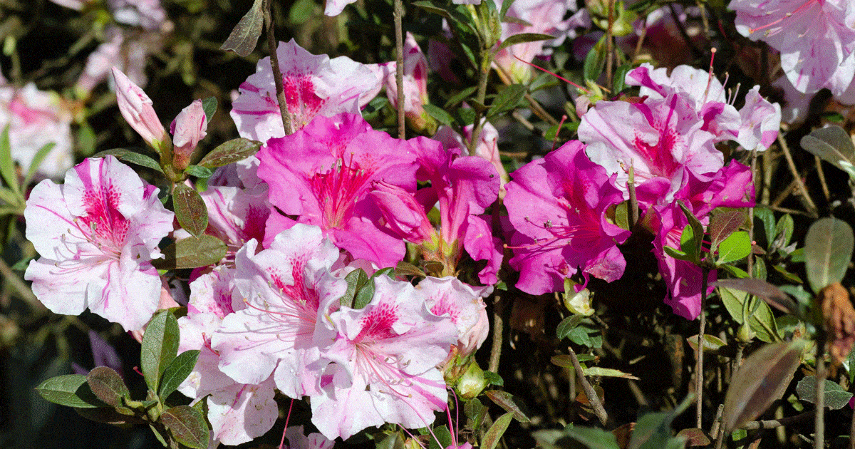 A azalea bush with pink flowers and green leaves.