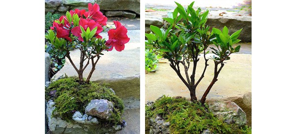 Encore Azalea bonsai