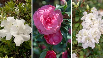 Encore Azalea and camellias collage