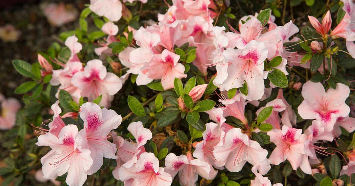 A cluster of light pink azalea flowers with darker pink speckles, surrounded by green foliage.