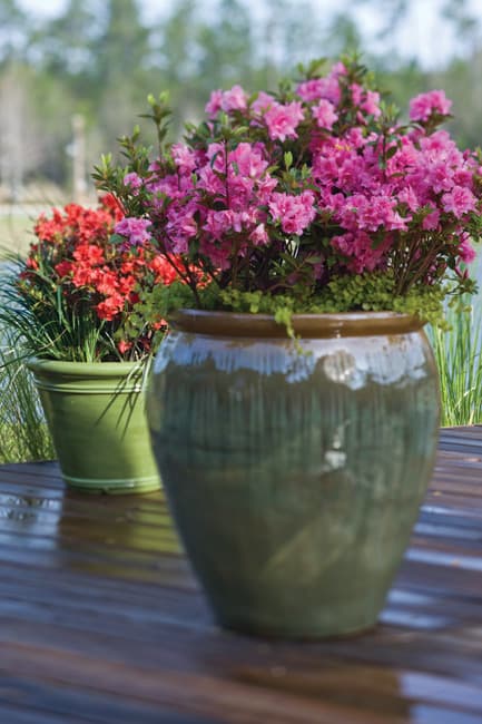 Container Planting