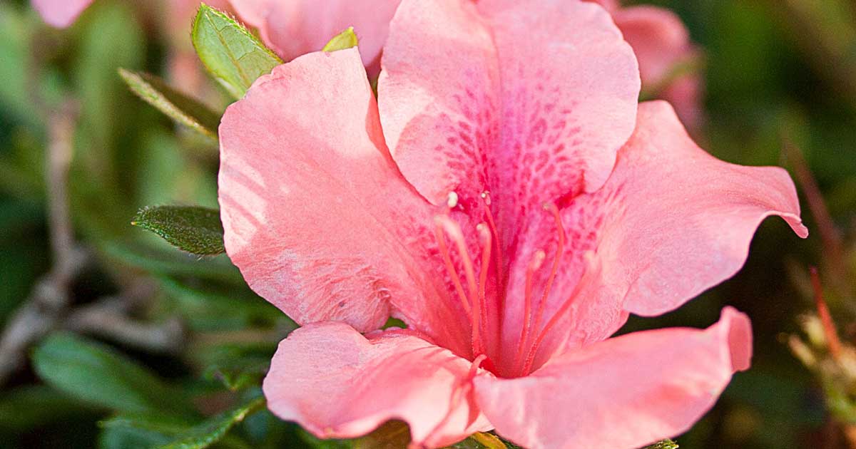 Close-up of a vibrant pink azalea flower with detailed textures on its petals, surrounded by green leaves.