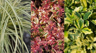 companion plants collage