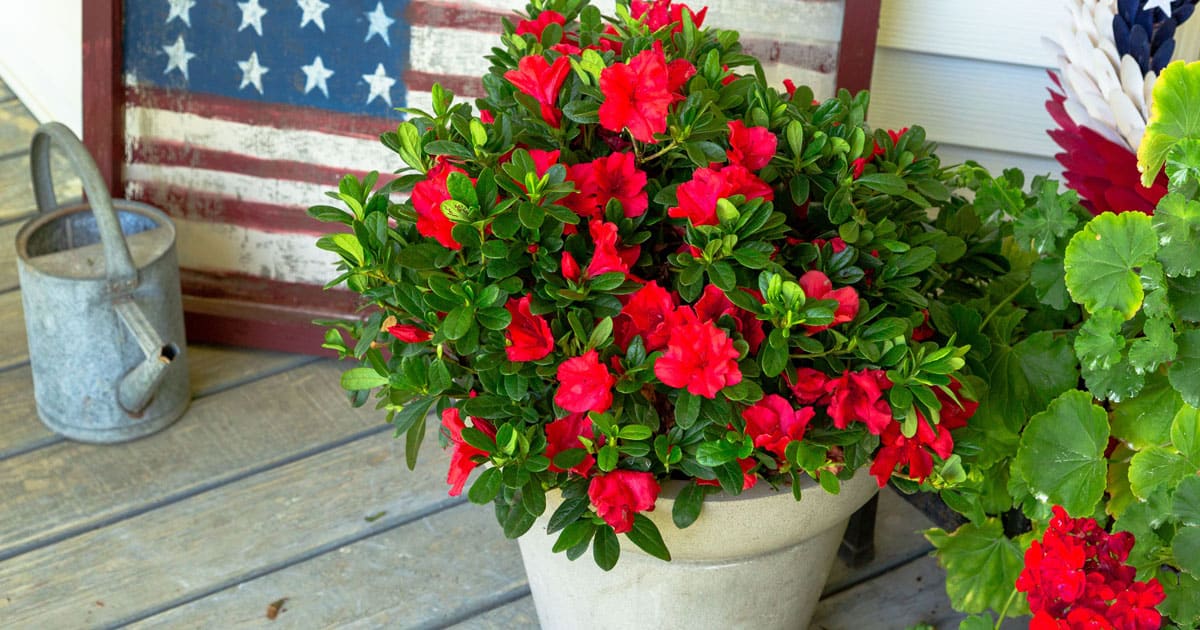 Autumn Embers azaleas in a pot on a porch with an american flag.