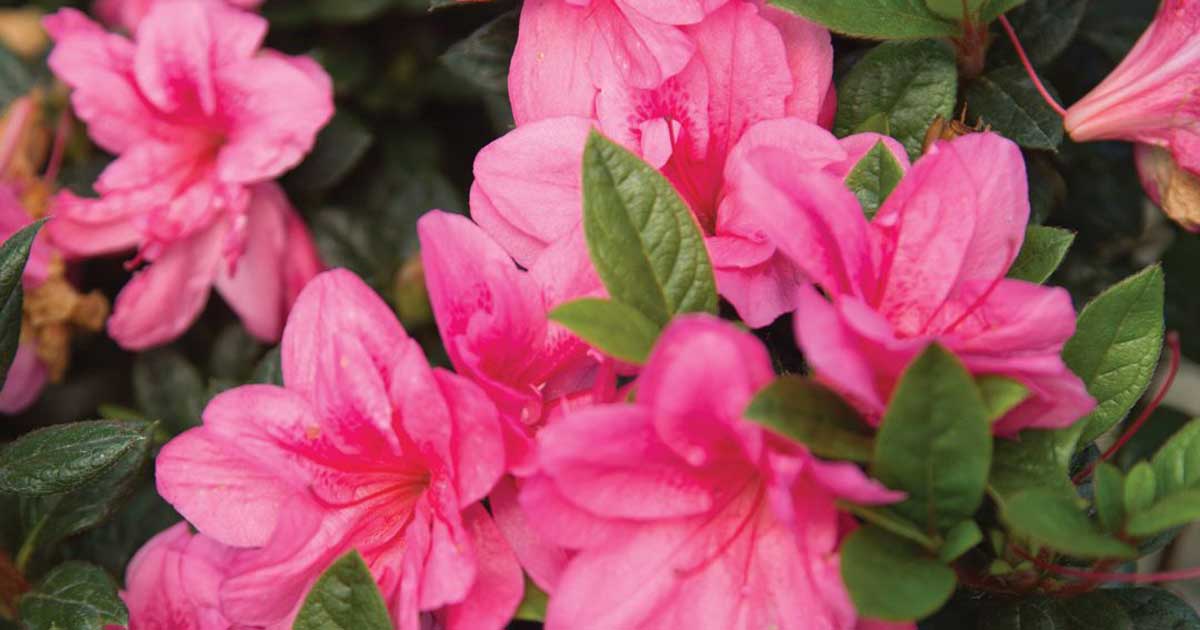 Pink azalea flowers in bloom with green leaves, some petals and leaves show signs of wilting.
