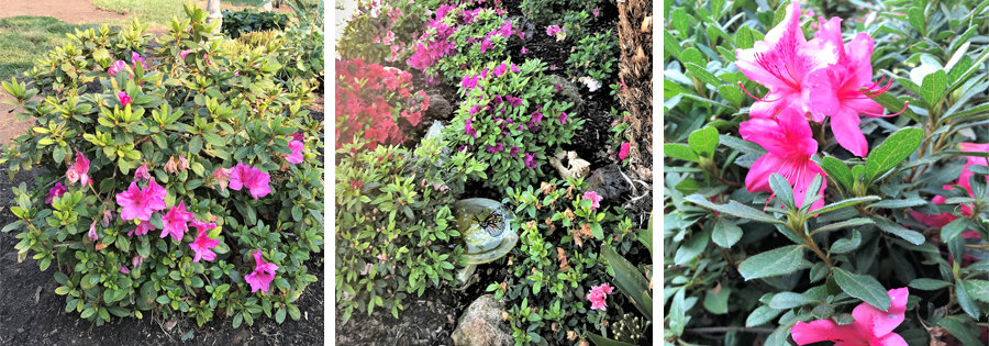 How to Keep Azaleas Blooming: Tips for Success.