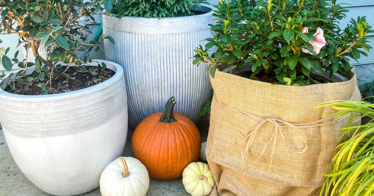 Potted plants on a porch surrounded by pumpkins wrapped in burlap
