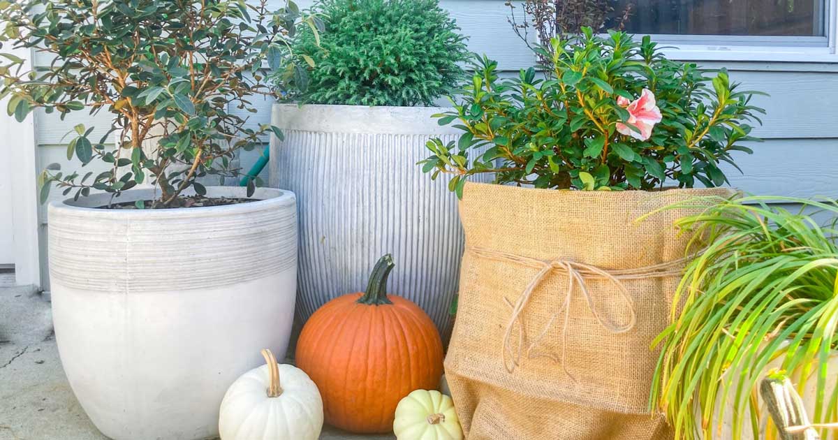 Potted plants on a porch surrounded by pumpkins