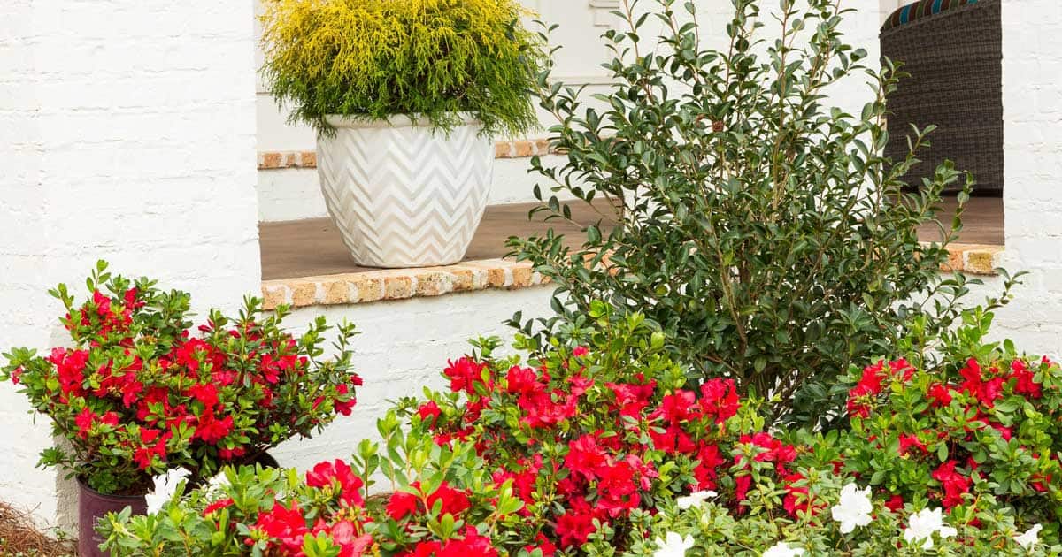A colorful garden in front of a white-walled house featuring red flowers, green shrubs, and a patterned pot.