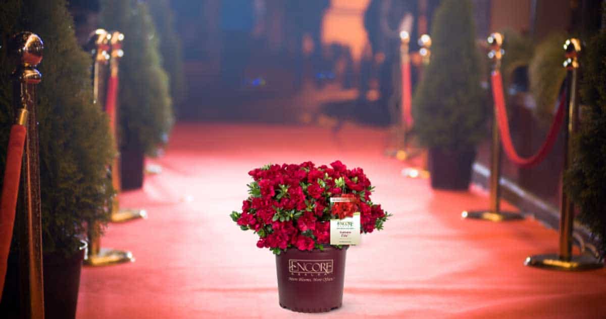 A pot of red azaleas placed in the center of a red carpeted aisle, lined with gold stanchions and green topiaries, under warm ambient lighting.