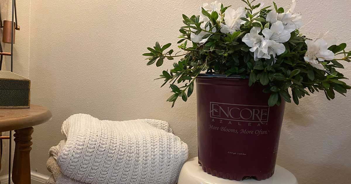 White Encore azalea in a pot planted indoors