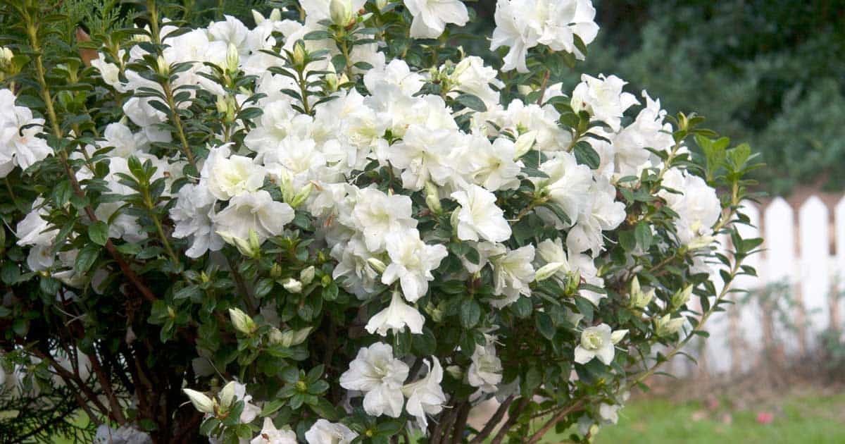 A lush azalea bush with vibrant white flowers in full bloom, set against a soft-focus background of a garden and a white picket fence.