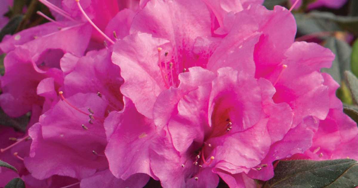 Close-up of vibrant pink rhododendron flowers with lush green leaves.